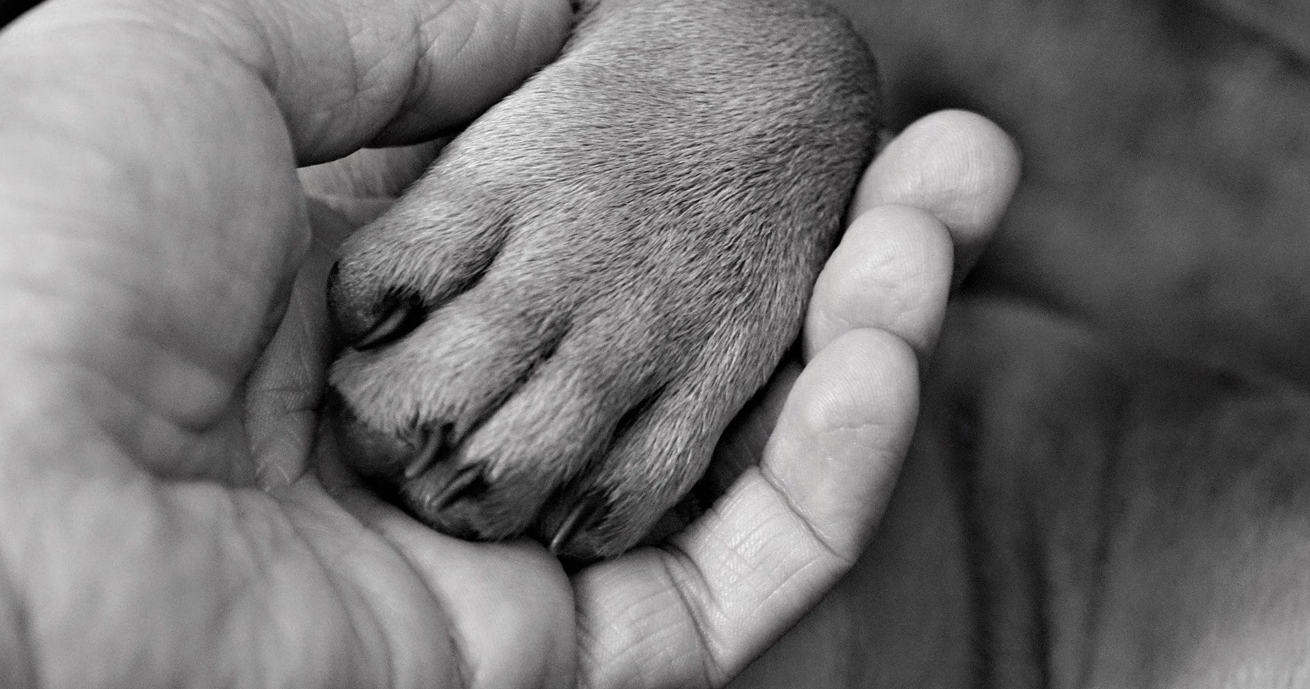 Educateur canin Grenoble 38