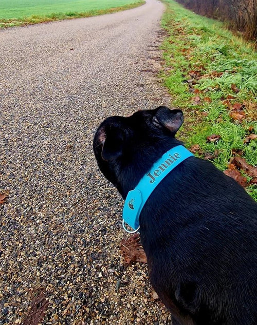 Collier personnalisé pour chien gravé avec nom et numéro - Sécurité et style