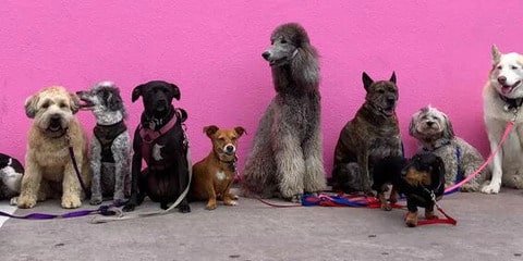 Quelle race de chien choisir ?