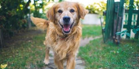 sortir son chien dans le jardin