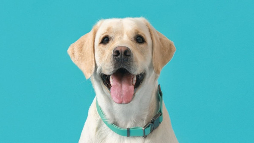 Comment choisir le meilleur collier pour son chien ?