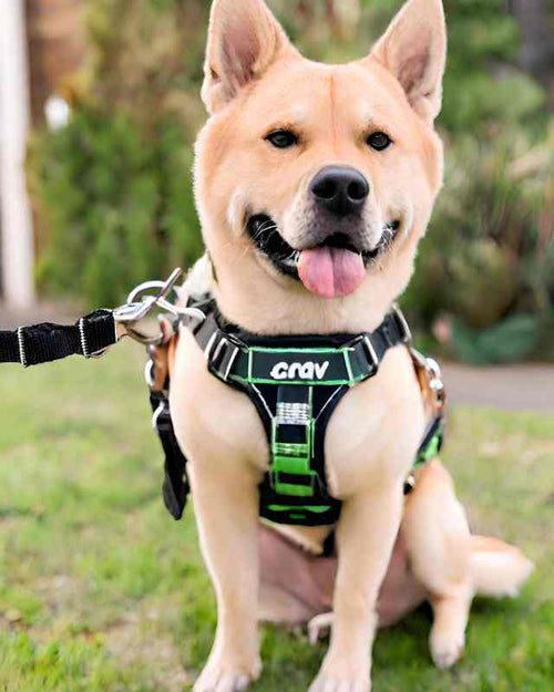 Collier ou harnais pour chien