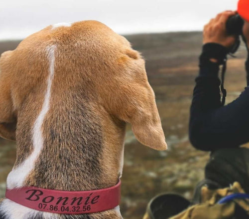 collier chien chasse gravé personnalisation numéro nom