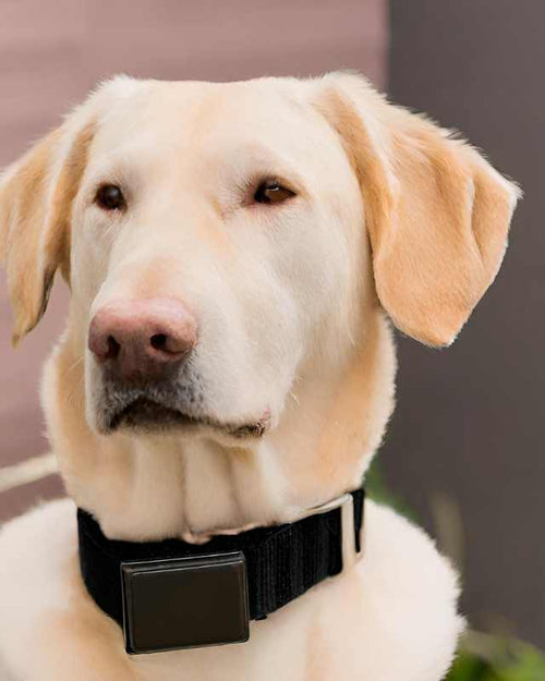 meilleur Collier de dressage pour chien