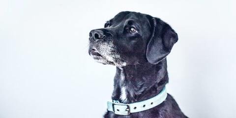 collier ou harnais pour chien ?