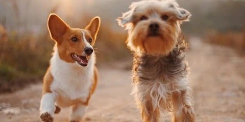 Adopter un chien