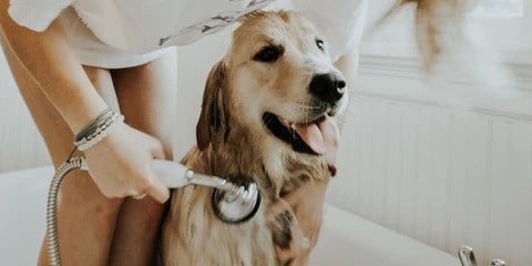 Comment garder votre chien propre et en bonne santé ?