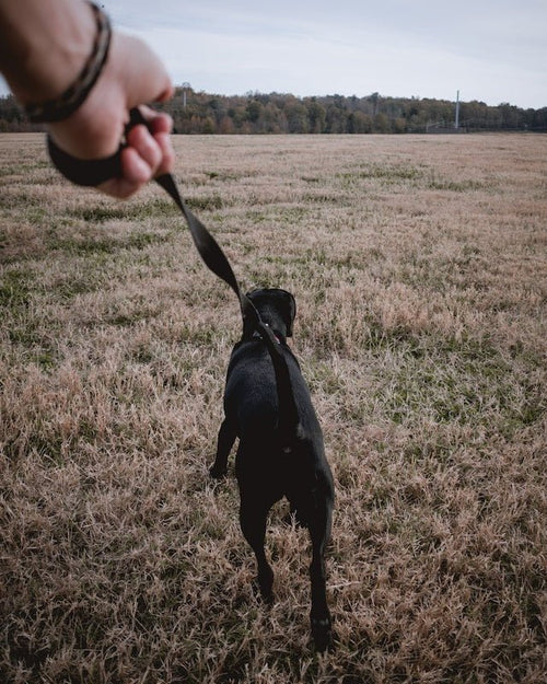 mon chien tire en laisse