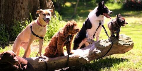 promeneur chien 38120 st egreve grenoble