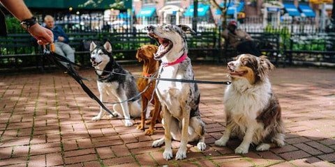 5 bonnes raisons pour faire appel à un service de balade de chien à St Egrève