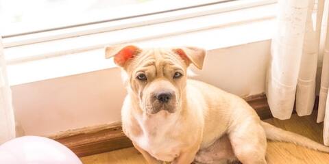 un chien en appartement c'est possible