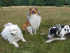 balade chien promenade en groupe st egreve 38120 grenoble
