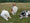 balade chien promenade en groupe st egreve 38120 grenoble
