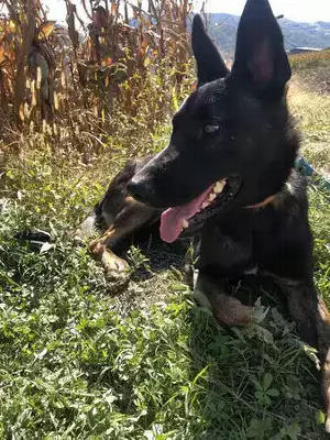 DRESSAGE CHIEN GRENOBLE