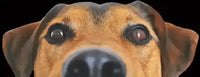 Éducateur canin Échirolles – cours individuels chiots et chiens adultes avec TDog