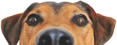 Éducateur canin à Grenoble – cours d’éducation et rééducation pour chiot et chien adulte