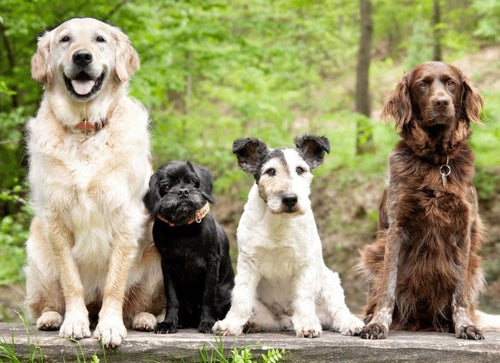 promeneur de chien st egreve 38120
